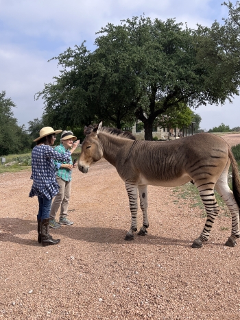 1 Deb JN petting donkey