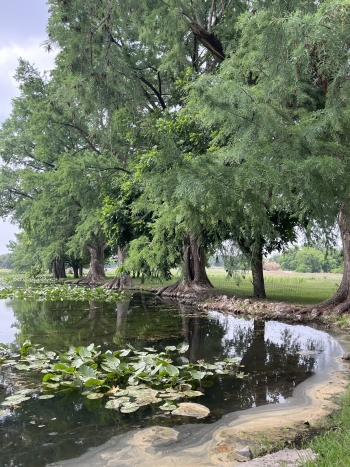 1 Pond cyprus waterlilies